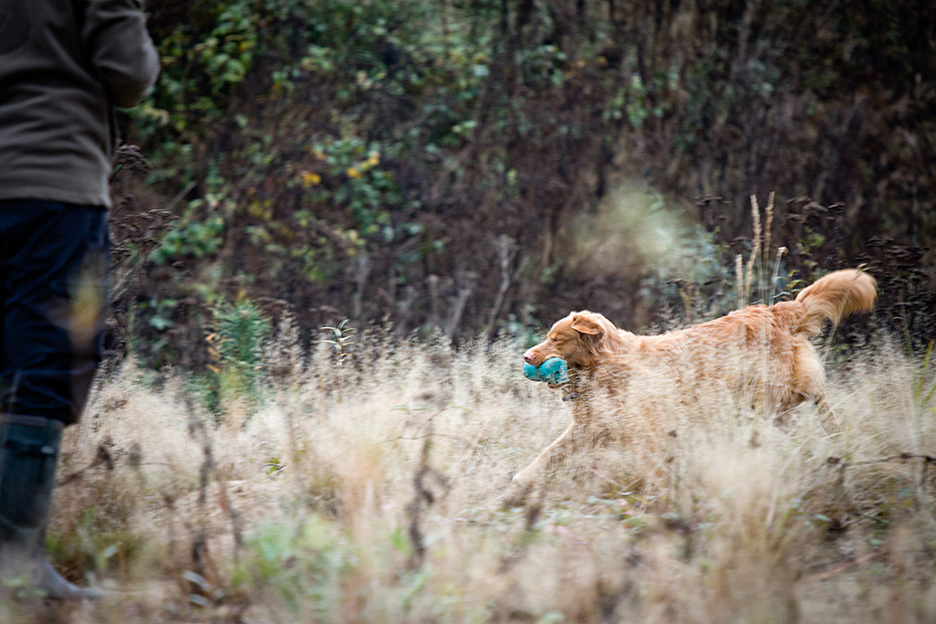 Edison kommt mit dem Dummy im Fang zurück