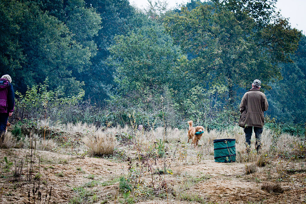 Edison kommt mit einem Dummy im Fang aus dem Suchgebiet, links steht das andere Gespann, rechts der Richter