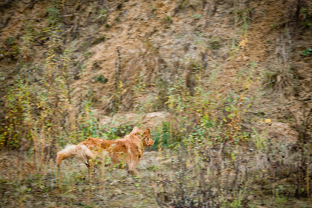 Edison rennt zum Hang, wo oben die Markierung liegt