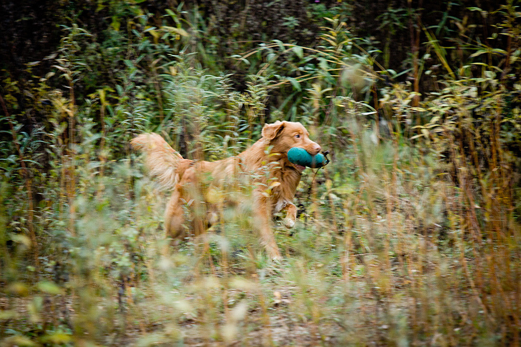 Edison läuft mit einem Dummy im Fang aus dem hohen Gras zurück zu Stephan