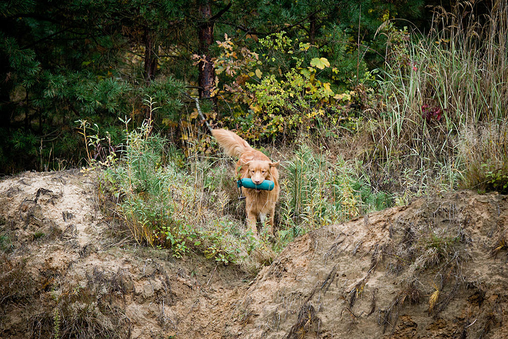 Edison kommt mit dem Dummy im Fang aus dem hohen Gras und läuft auf dem Abhang zu