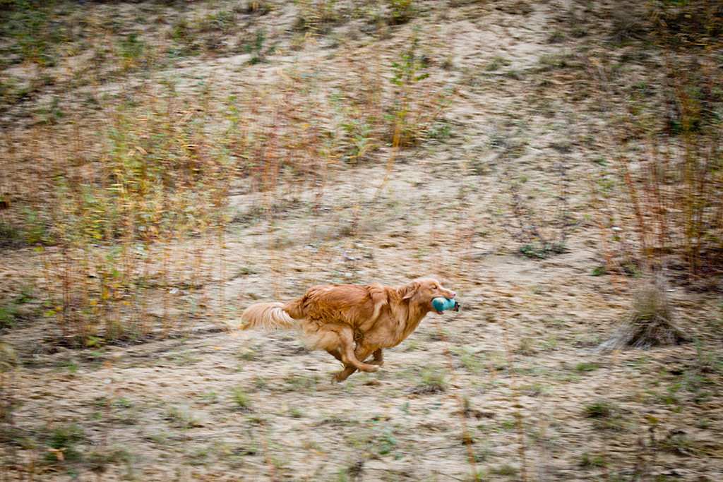 Edison fliegt förmlich mit dem Dummy im Fang zurück zu Stephan