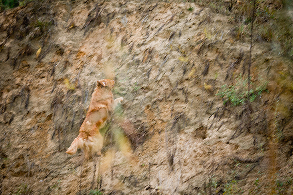 Edison rennt den fast 90° steilen Hang hoch