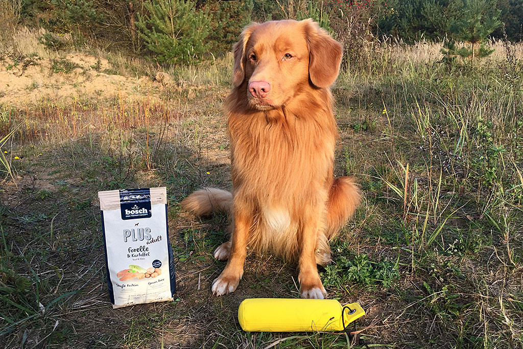 Edison sitzt im Gras, vor ihm ein gelber Dummy und ein Sack Futter