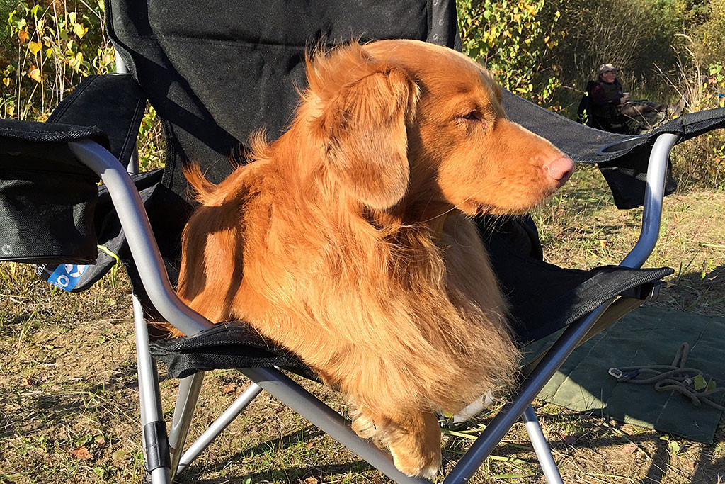 Edison sitzt völlig gelassen auf dem Campingstuhl