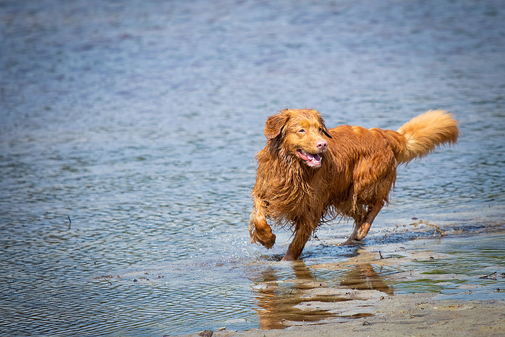 Edison läuft eine Kurve im Wasser