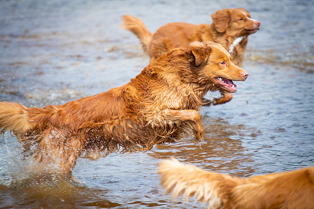 Edison macht einen fokussierten Satz aus dem Wasser
