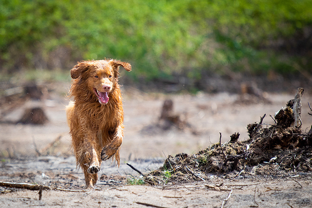 Edison rennt freudig auf die Kamera zu