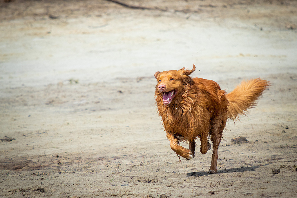 Edison rennt freudig über den Sand am Wasser