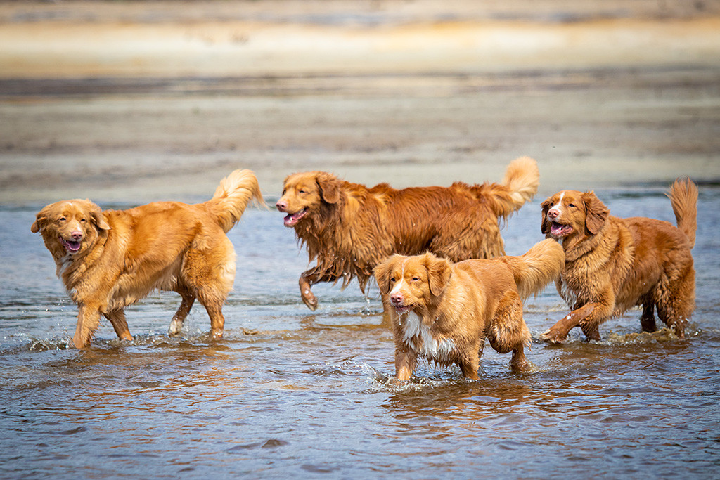 Edison läuft mit Pink, Keet und Stevie durchs Wasser
