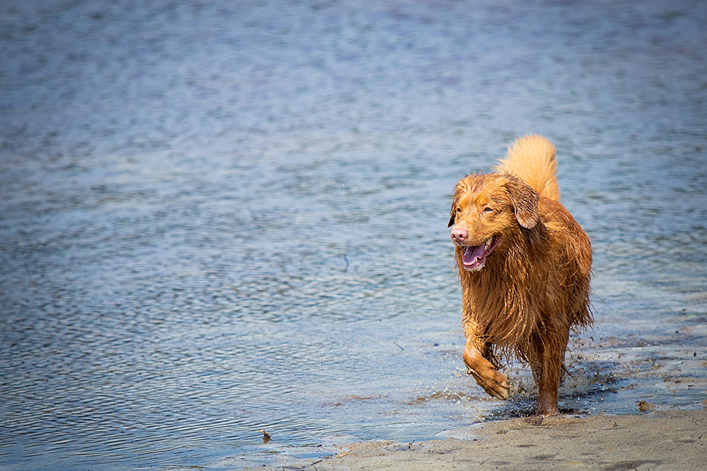 Edison läuft freudig aus dem Wasser raus