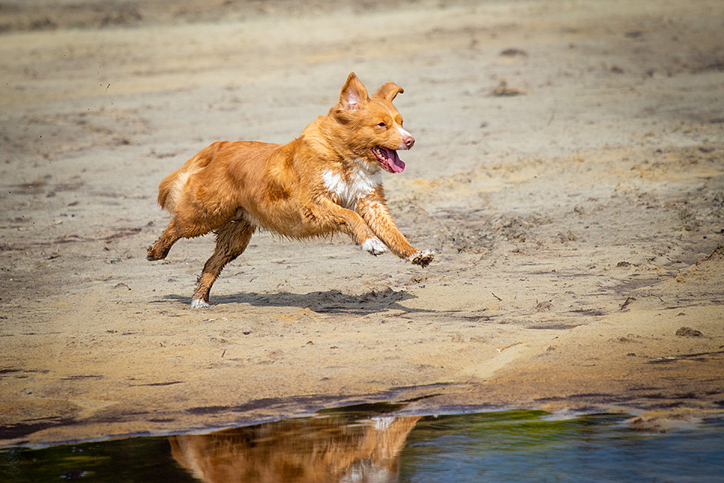 Keet fliegt förmlich über den Sand am Wasser