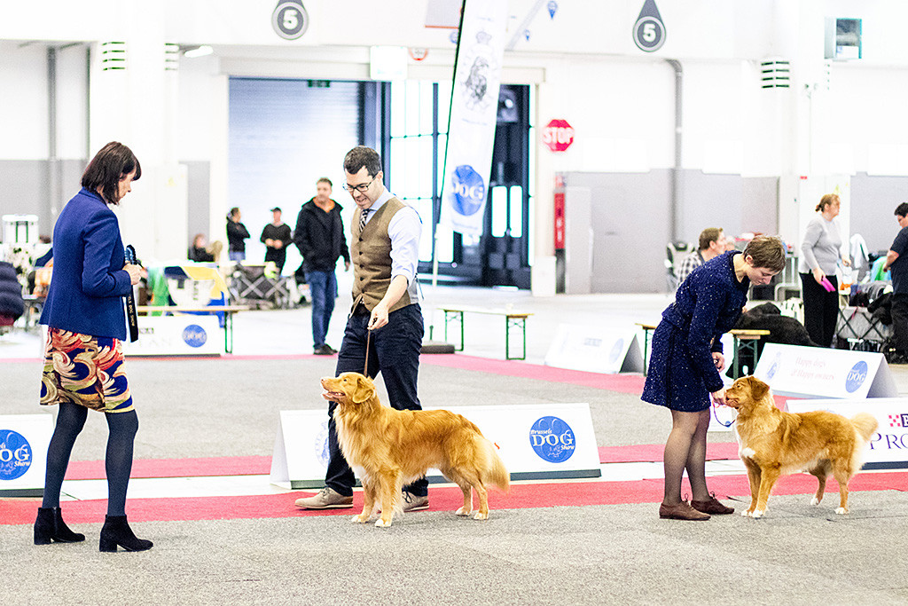 Edison steht neben der Hündin »Rendez Vous Secret Des Petits Bouleaux« bei der Wahl zum Rassebesten und lächelt hoch zur Richterin