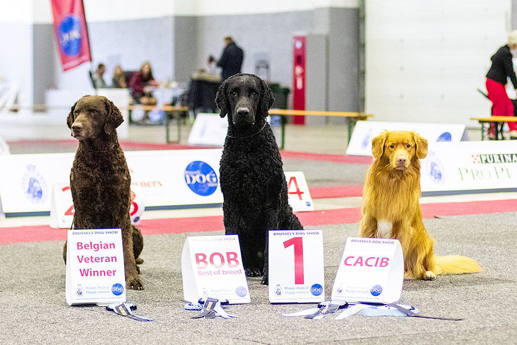 Edison sitzt beim Siegerfoto neben Curly Samu, der wiederum neben Curly Cody sitzt