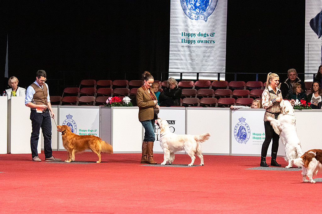 Edison in der Shortlist neben dem Golden Retriever und dem Clumber Spaniel