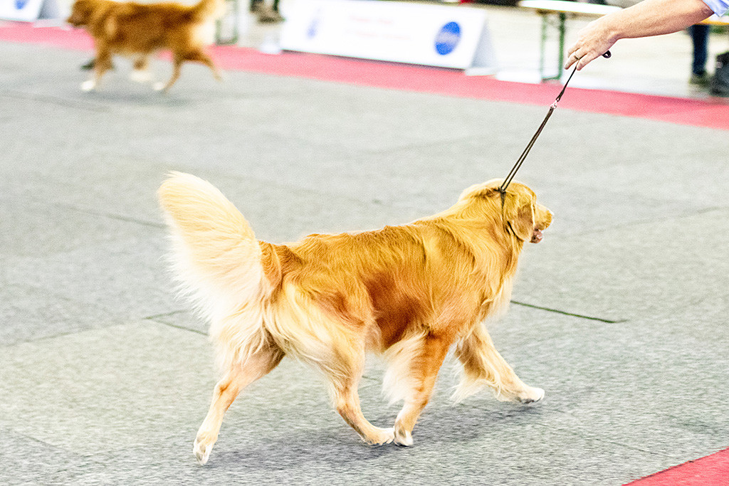 Edison bei der Gangwerkprobe