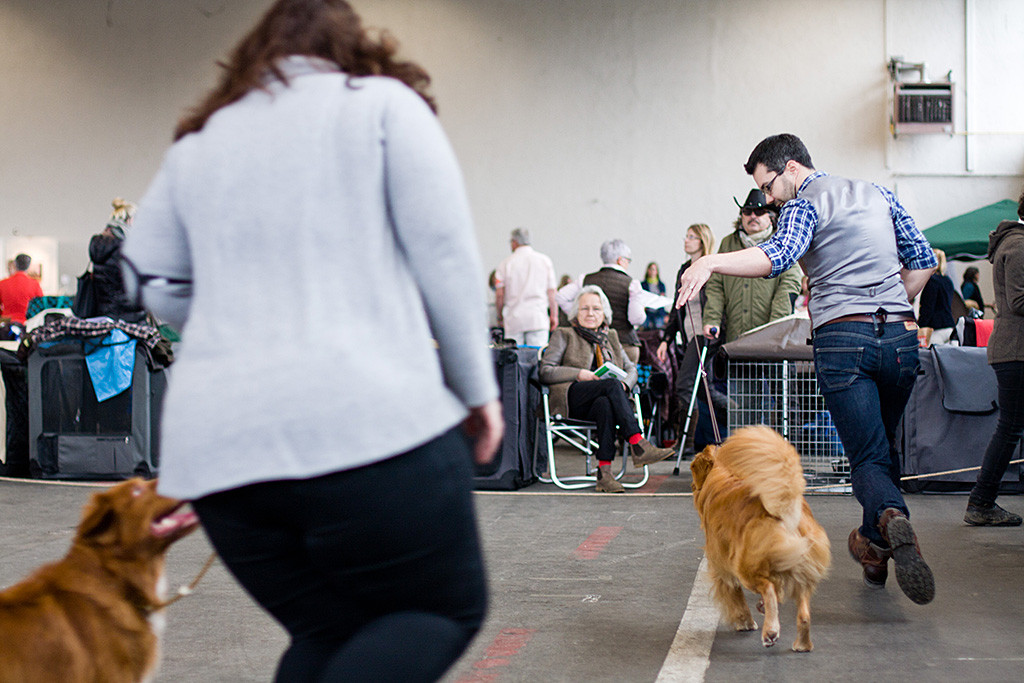 Edison läuft geführt von Stephan gegen Avery geführt von Kaya um die Sieg bei den Rüden