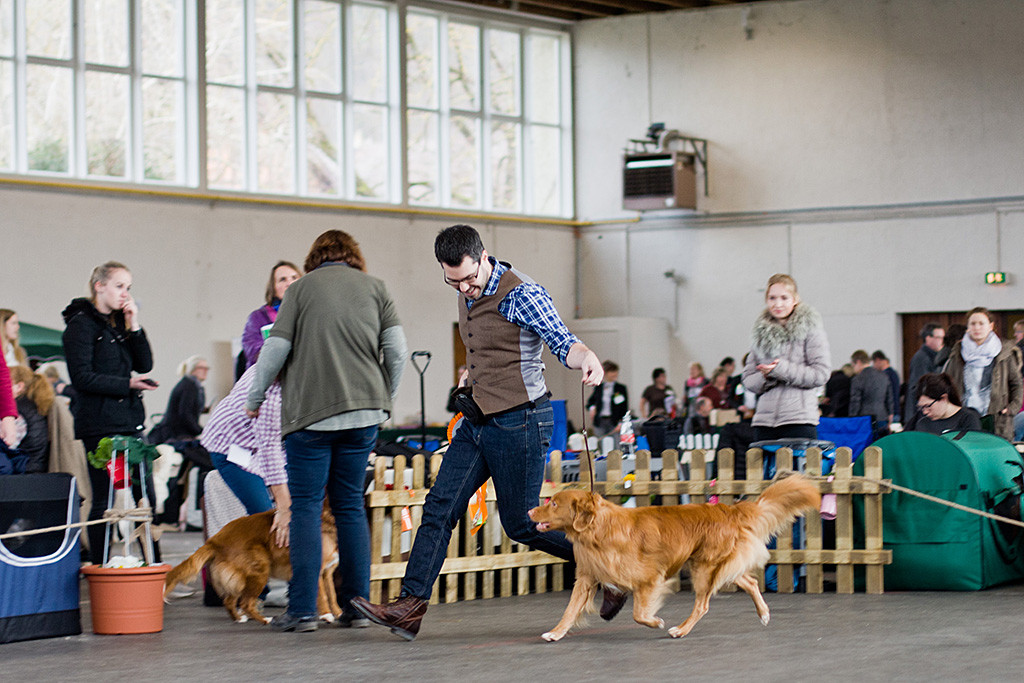 Edison ist zum Rassebesten gekürt worden und läuft geführt von Stephan eine Ehrenrunde