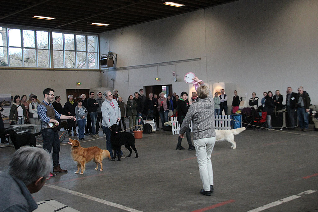Edison steht neben dem Curly und dem Golden vor der Richterin, die die Siegerrosette in die Luft hält und gleich den »Best in Show« Hund kürt