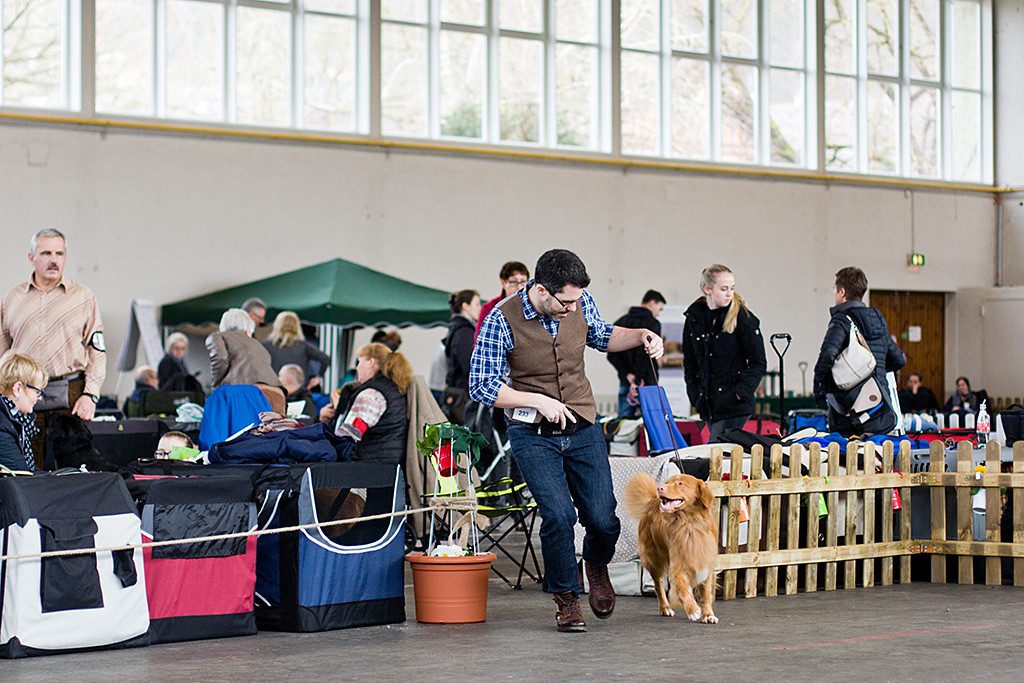 Edison läuft lächelnd bei der Wahl zum Rassebesten geführt von Stephan in den Ring ein