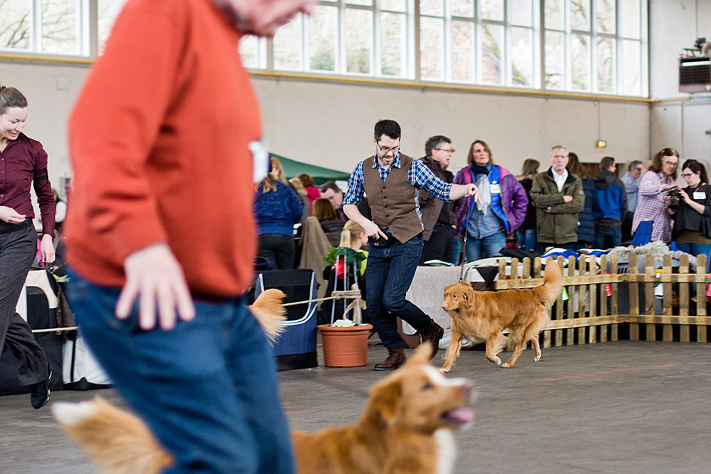 Edison läuft geführt von Stephan bei der Wahl zum besten Rüden durch den Ring