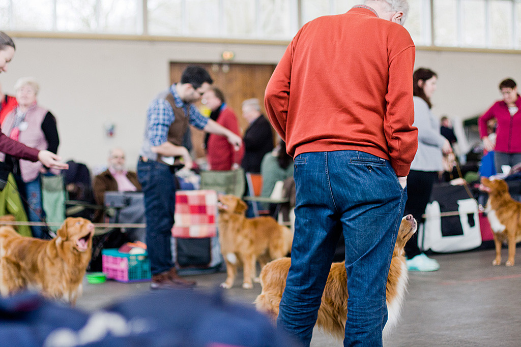 Edison steht zwischen den Gewinnern der Jugend-, Zwischen-, Veteranen- und Offenen Klasse bei der Wahl zum besten Rüden
