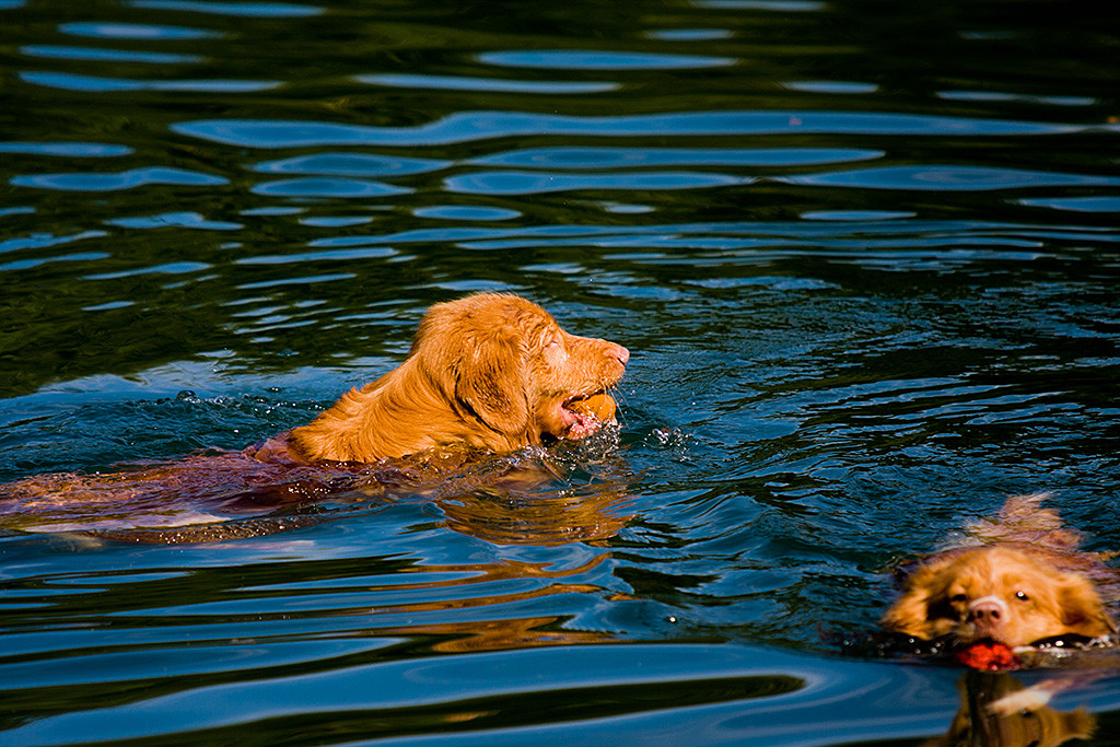 Edison und Frieda haben ihr Spielzeug im Wasser aufgenommen und schwimmen zurück
