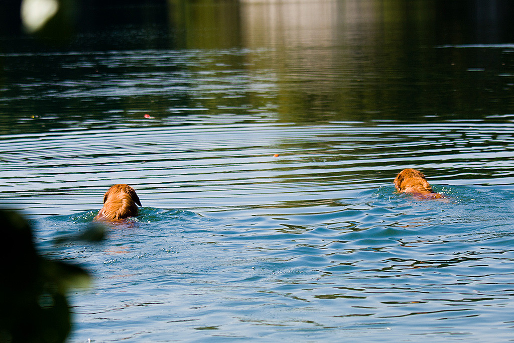 Edison und Frieda schwimmen zu ihren Spielzeugen im Wasser