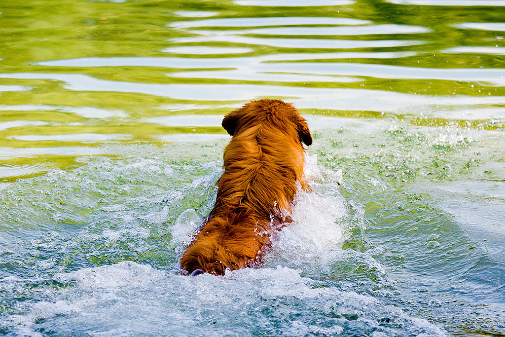 Edison taucht in den See ein und fängt an zu schwimmen