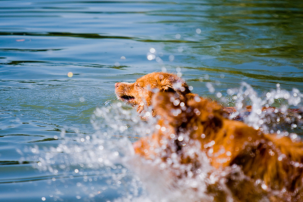 Edison und Frieda stürmen ins Wasser