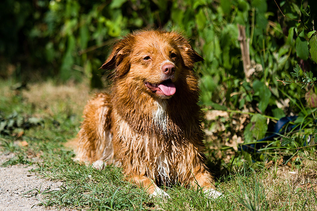 Frieda liegt vollkommen nass in der Sonne und lächelt in die Kamera
