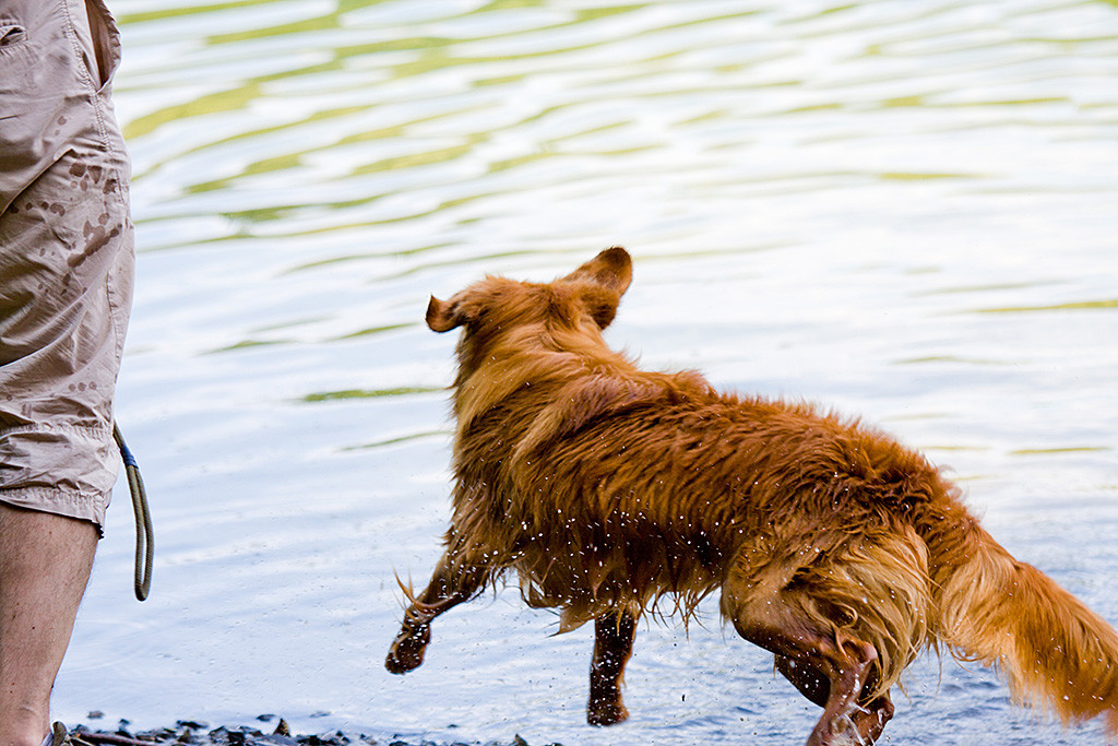 Edison stürmt los und springt förmlich in den See