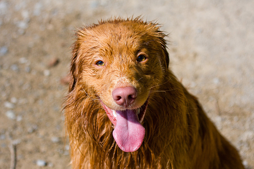 Edison, von oben bis unten nass, schaut frech in die Kamera und streckt dabei die Zunge heraus