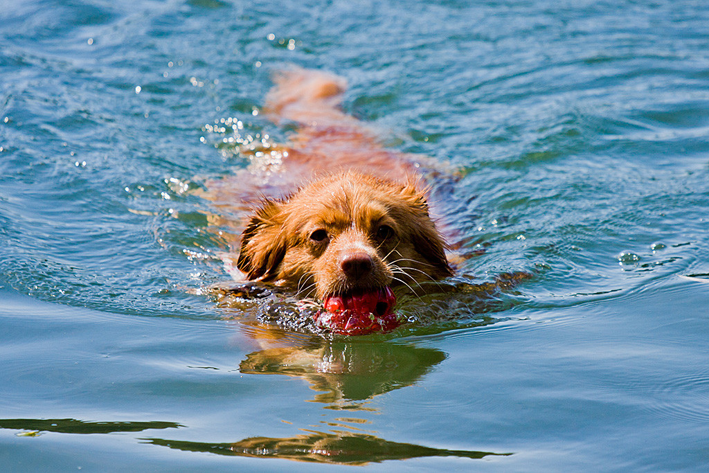 Frieda schwimmt mit ihrem Spielzeug im Fang zurück