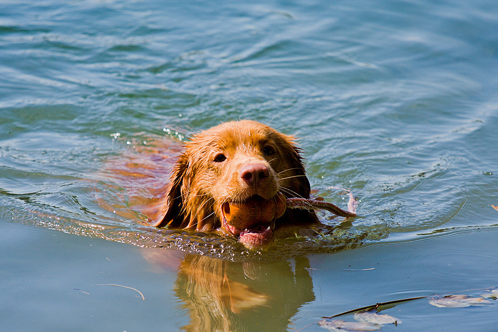 Edison schwimmt mit seinem Spielzeug im Fang zurück