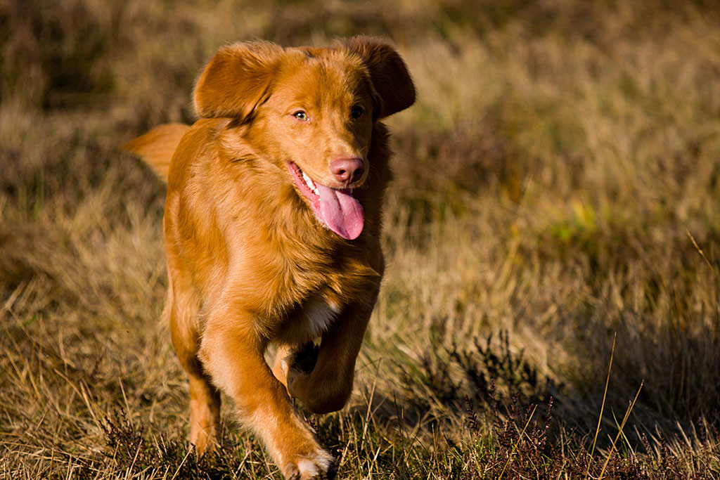 Edison läuft lächelnd auf die Kamera zu