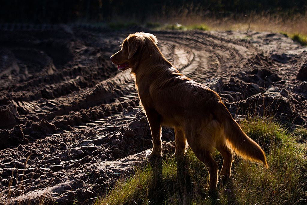 Edison steht in der Abendsonne im Halbprofil und schaut nach vorn