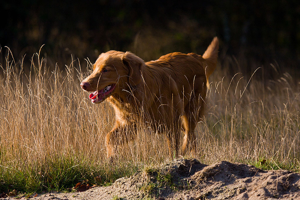 Edison streift durchs hohe Gras