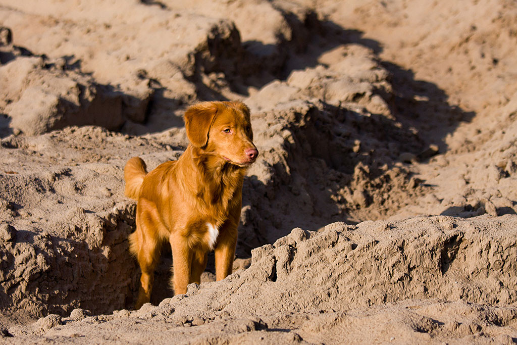 Edison schaut stehend im Sand ganz fokussiert nach vorn