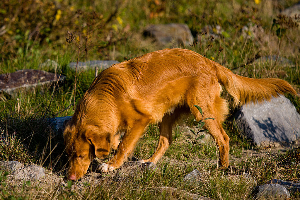 Edison schnüffelt an großen Steinen, die zu hauf dort rumliegen