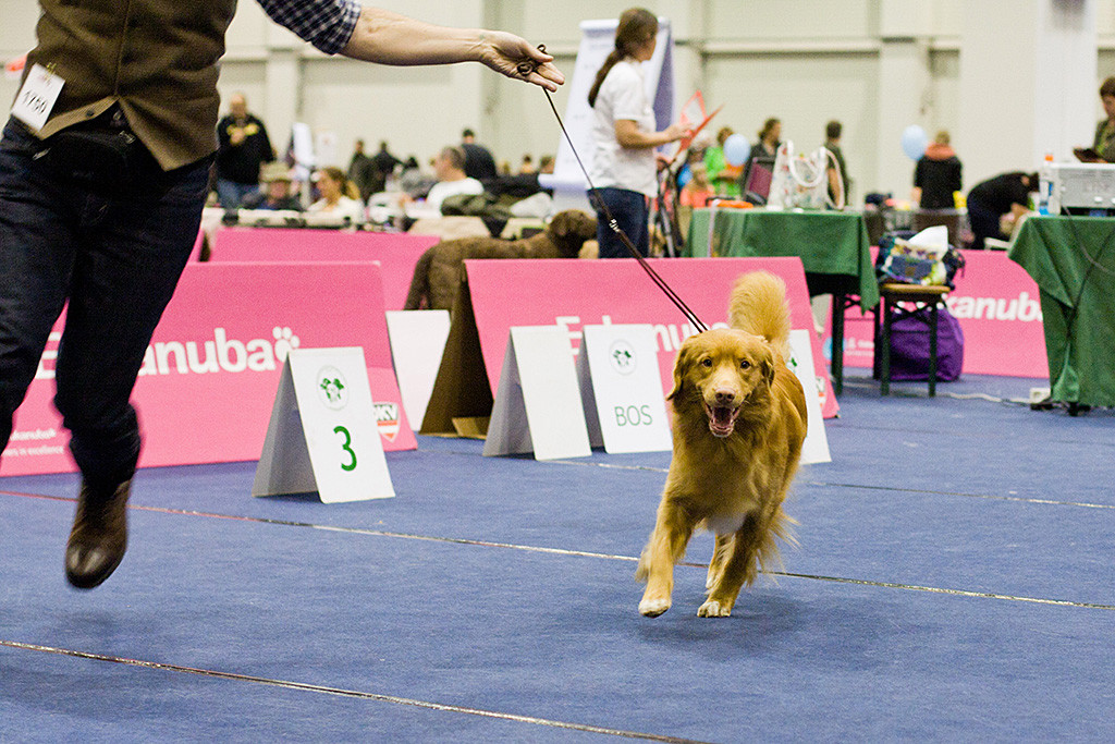 Edison läuft geführt von Stephan durch den Ring