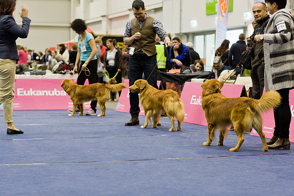 Edison steht zwischen »Arduinas Elay« und »Heavenly Ranger« während Richterin Claudia Berchtold sich alle anschaut