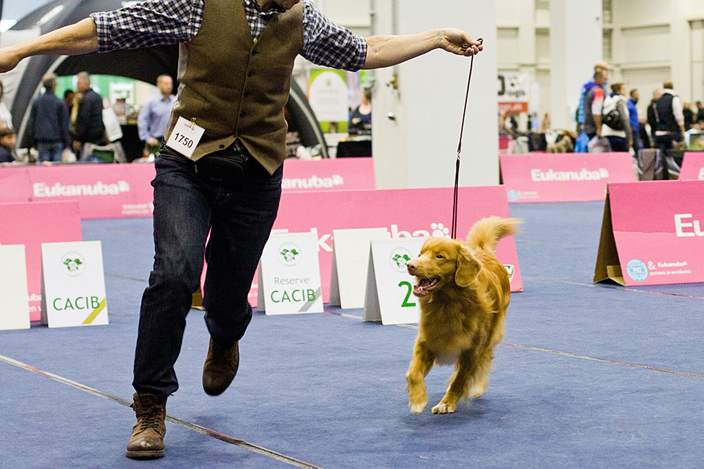 Edison läuft geführt von Stephan lächelnd durch den Ring