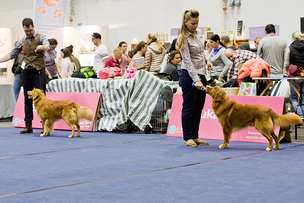 Edison zusammen mit »Shaggy Toller’s White Banjo Boy« bei der Wahl zum besten Rüden