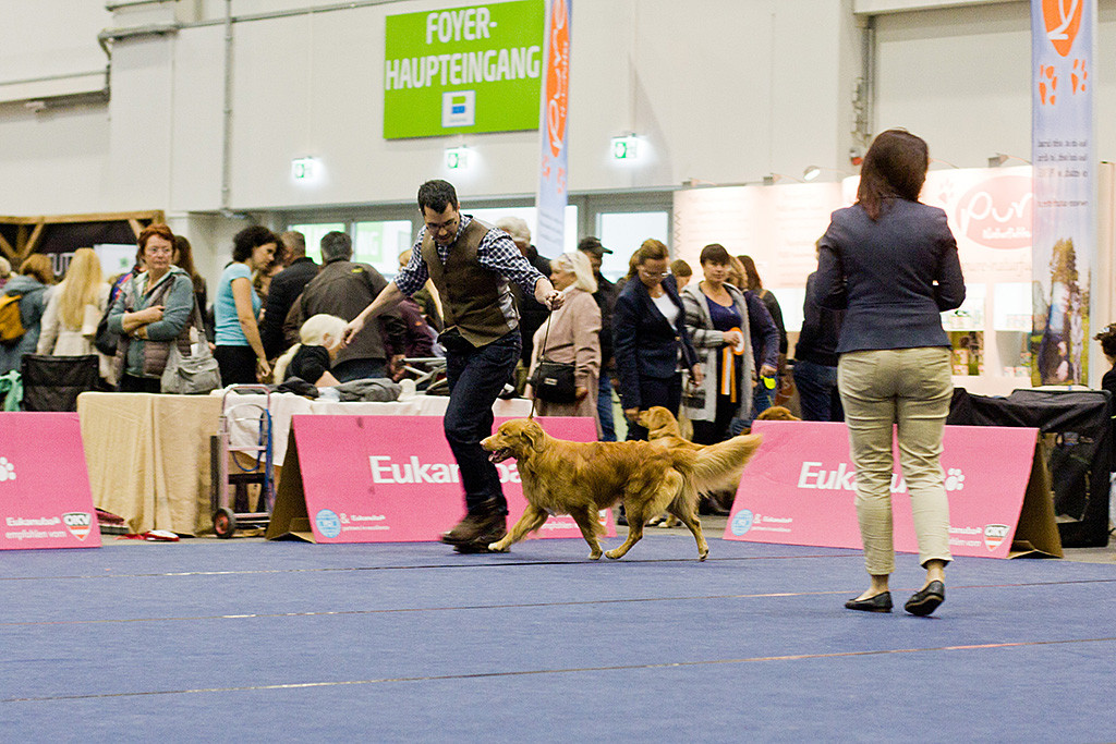 Edison läuft mit viel Schub bei der Wahl zum besten Rüden durch den Ring