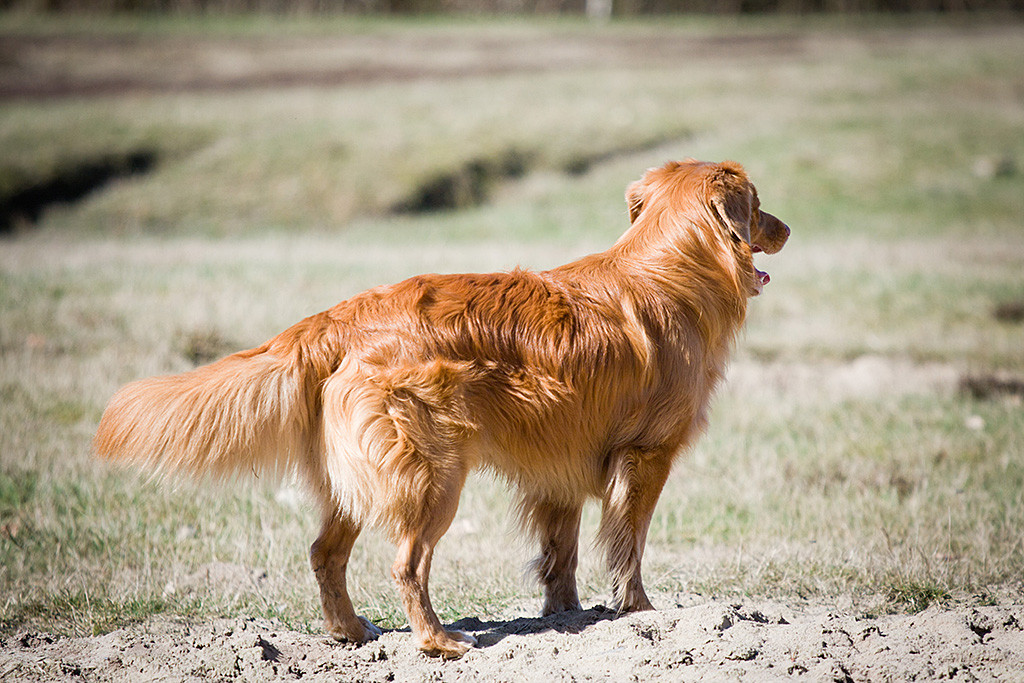 Edison steht aufmerksam seitlich mit dem Rücken zu uns und schaut in die Ferne
