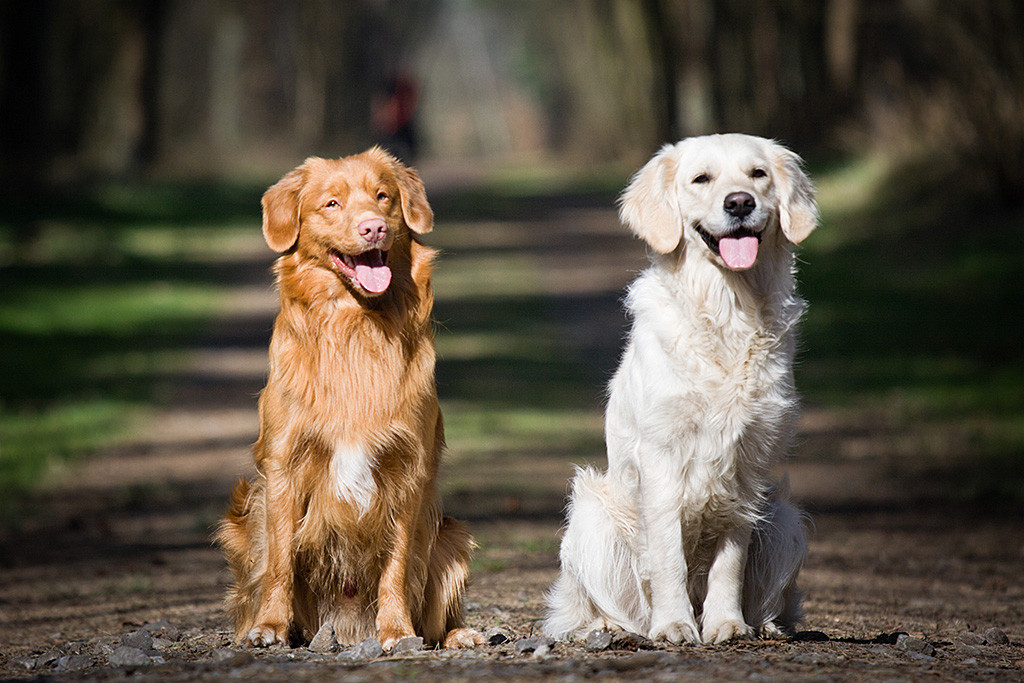 Edison sitzt neben Emma auf einem Waldweg, beide lächeln mit heraushängender Zunge