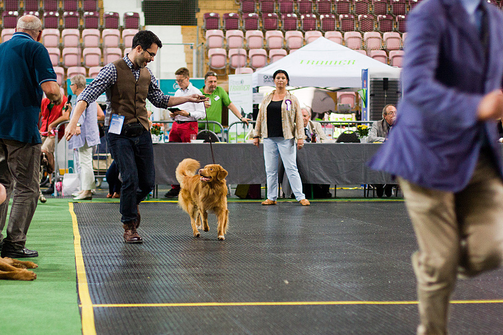 Edison läuft geführt von Stephan im Ehrenring, während die Richterin der Gruppe 8 im Hintergrund zu sehen ist