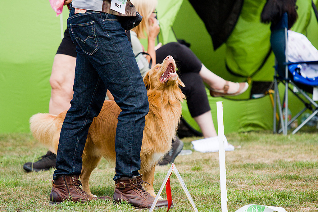 Edison steht neben Stephan und schaut kurz vorm Einlaufen in den Ring mit geöffnetem Fang zu ihm hoch