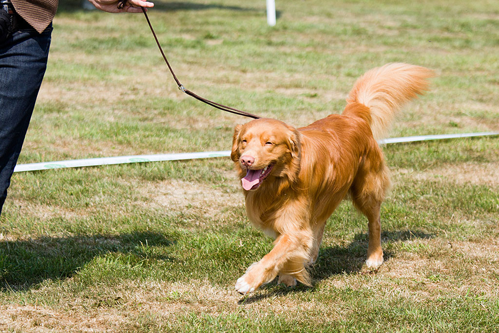 Edison läuft hächelnd an Stephans Seite durch den Ring